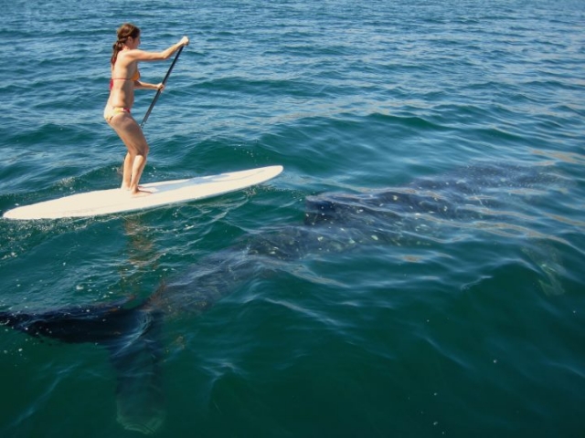 SUP con tiburon ballena